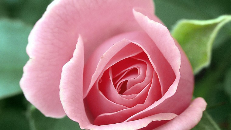 Types of Roses: A Visual Compendium